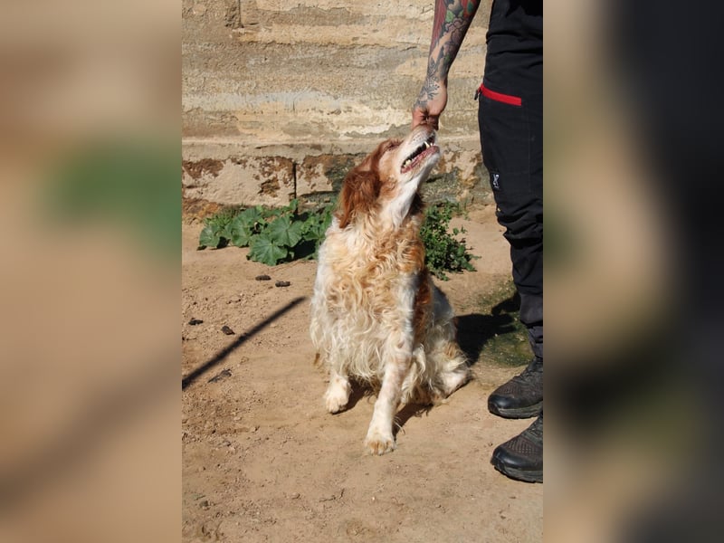 lieber Cocker sucht sein Zuhause für immer