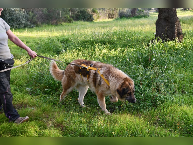 süßer Mack sucht sein Zuhause