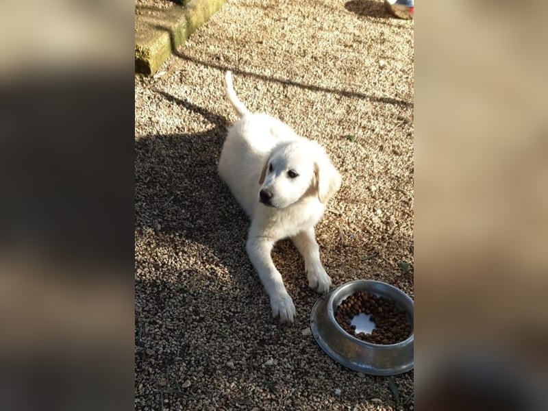 liebe Minka sucht noch ihr Zuhause