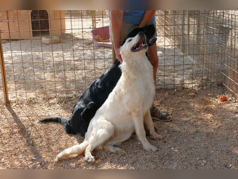 liebe Minka sucht noch ihr Zuhause