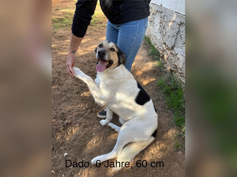 liebster Dado wünscht sich sein Zuhause