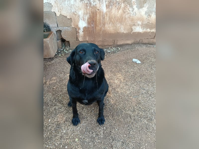 ruhige und liebe Pepa sucht ihr Zuhause zum Ankommen