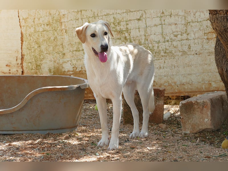 lieber Luke sucht nach seinem Zuhause