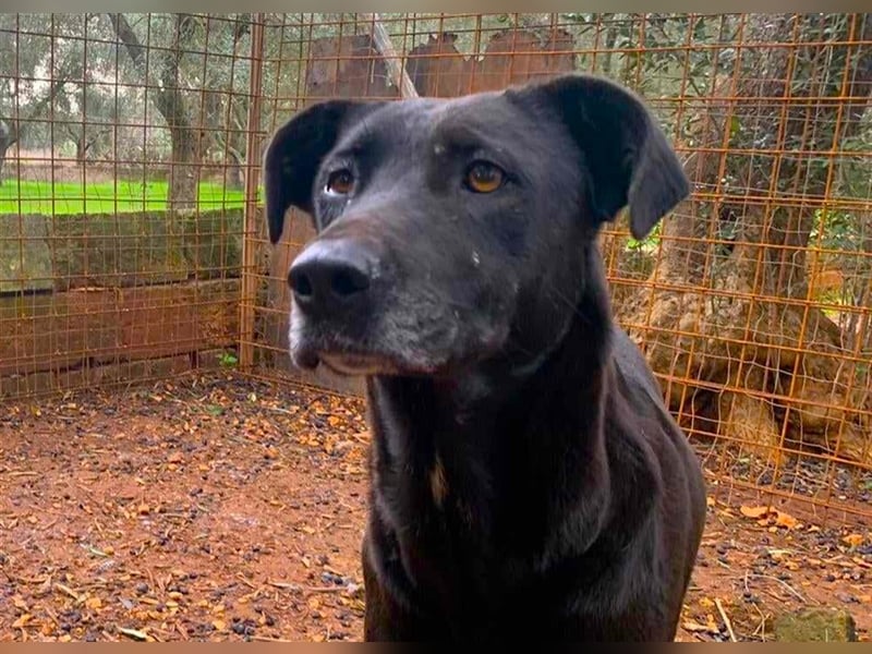 Susy sucht ein Zuhause