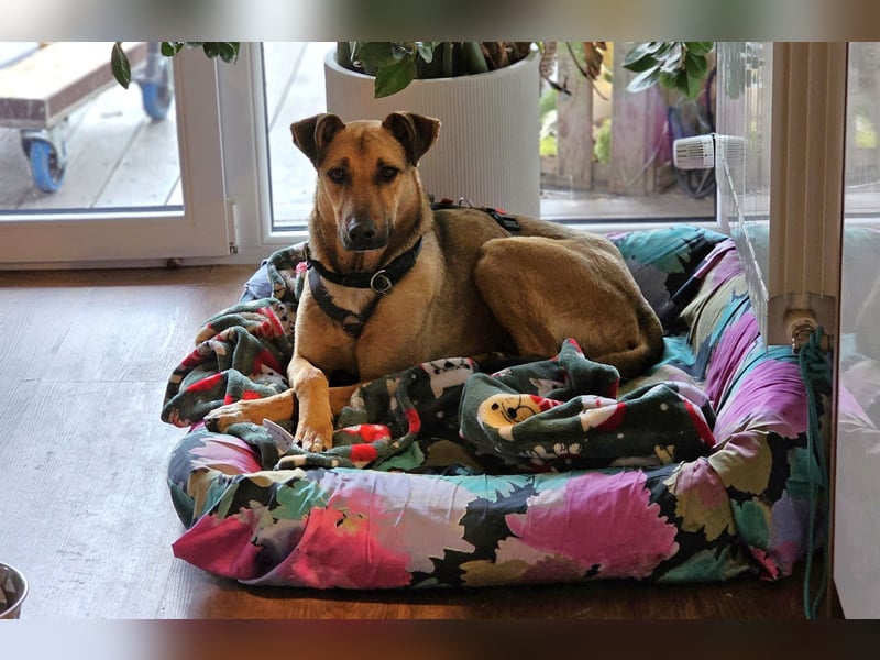 Brad auf Pflegestelle in 88273 Fronreute sucht sein Zuhause