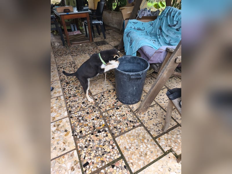 süßer Rocky sucht sein Zuhause für immer