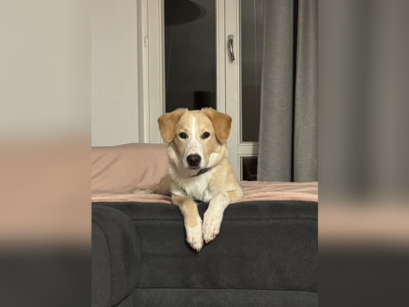 Luke auf Pflegestelle in München such sein kuscheliges Zuhause