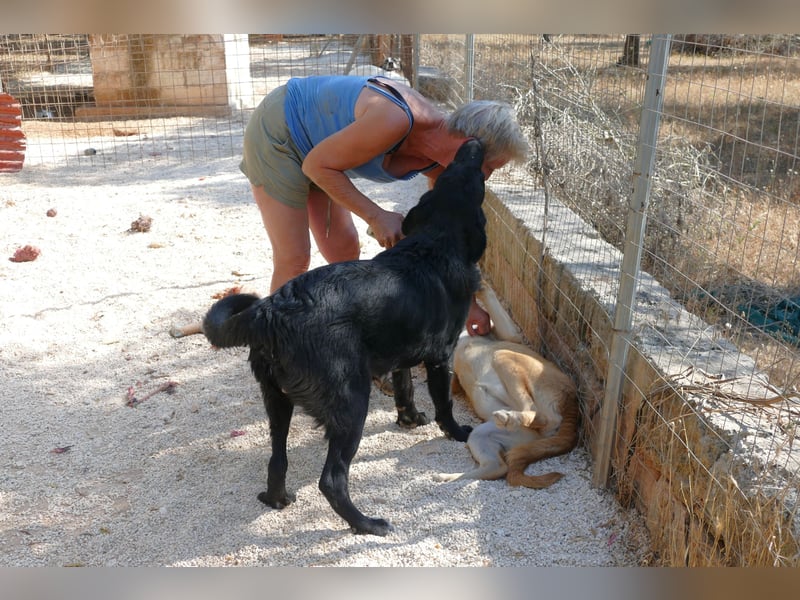 lieber Misha wünscht sich sein Zuhause
