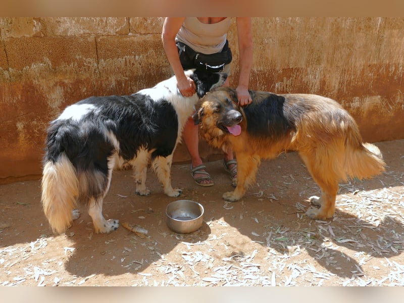 Frodo wünscht sich sein Zuhause für immer
