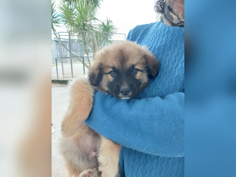 süßer Kalle sucht sein Zuhause