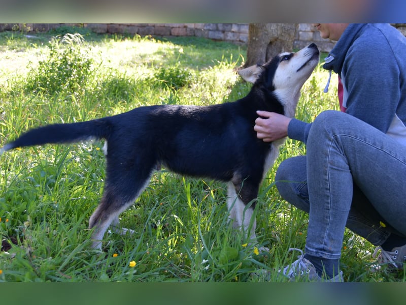 süßer Rocky sucht sein Zuhause für immer