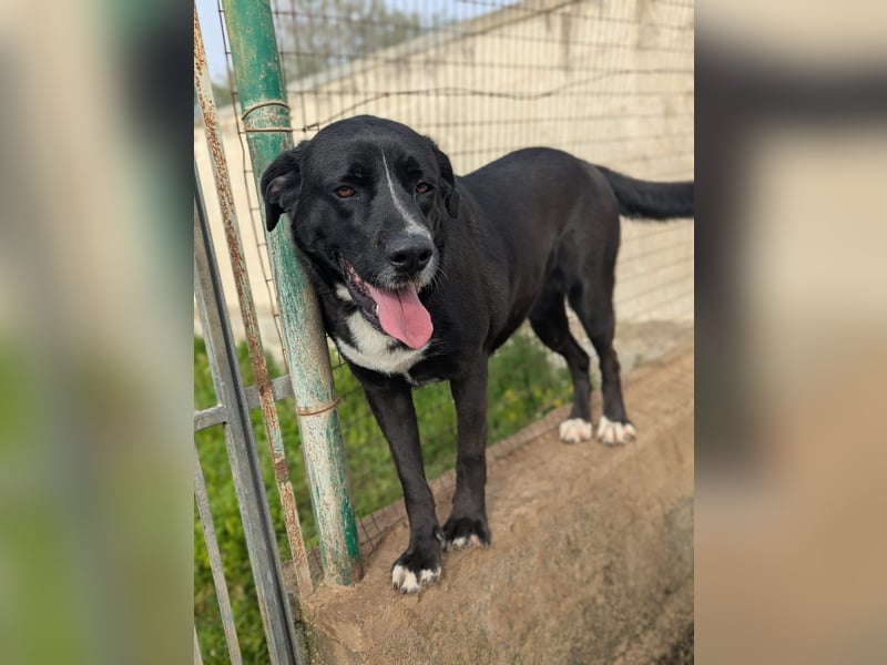 süße Yuma sucht nach ihrem Zuhause für immer