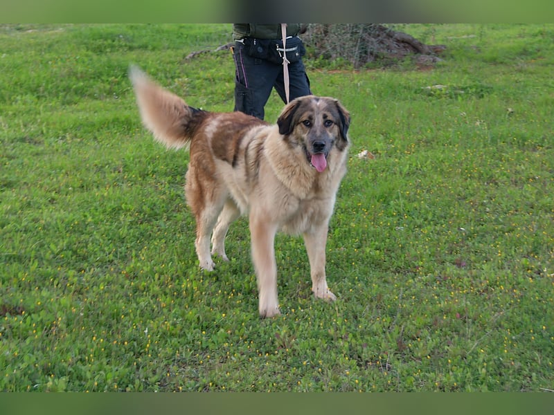 süßer Mack sucht sein Zuhause