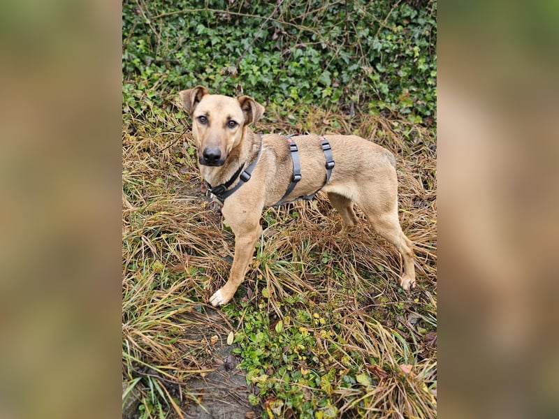 Brad auf Pflegestelle in 88273 Fronreute sucht sein Zuhause