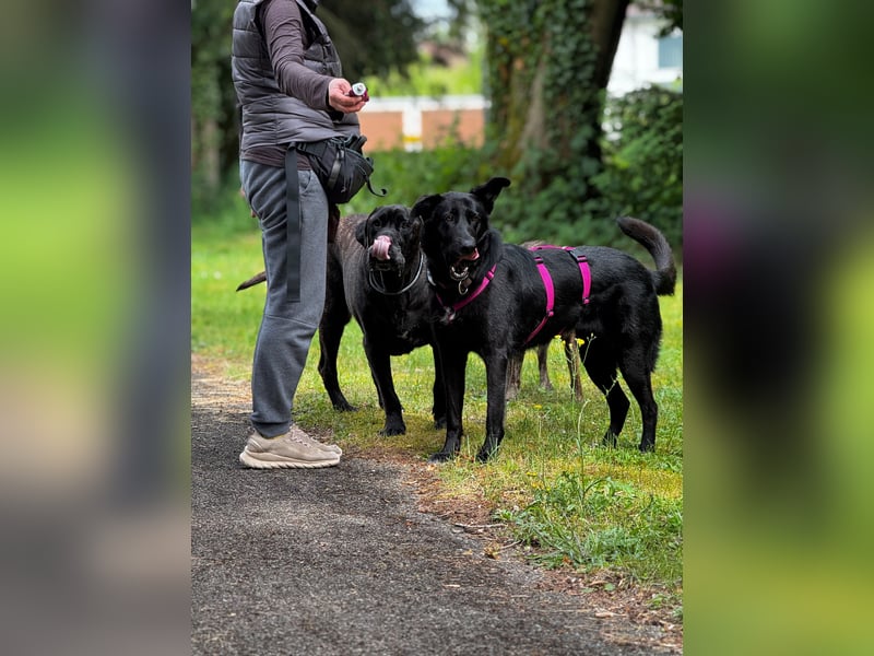 süße Zoe auf Pflegestelle in 72124 Pliezhausen sucht ihr Zuhause für immer
