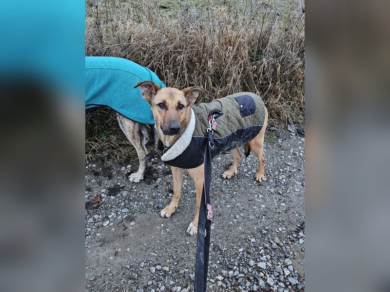 Brad auf Pflegestelle in 88273 Fronreute sucht sein Zuhause