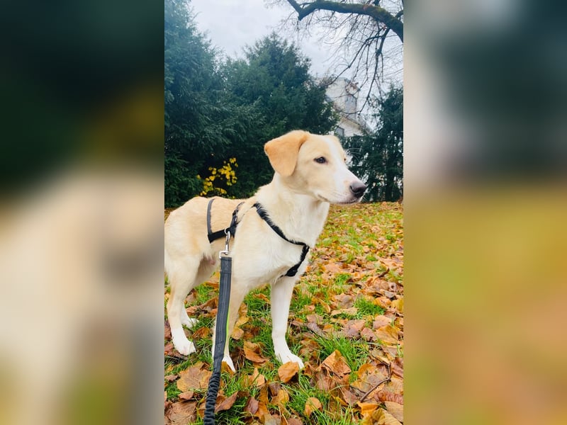 Luke auf Pflegestelle in München such sein kuscheliges Zuhause