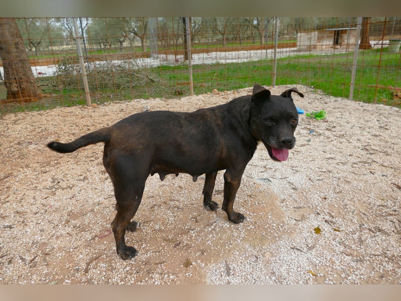 liebe Malu sucht ein liebevolles Zuhause in der Schweiz