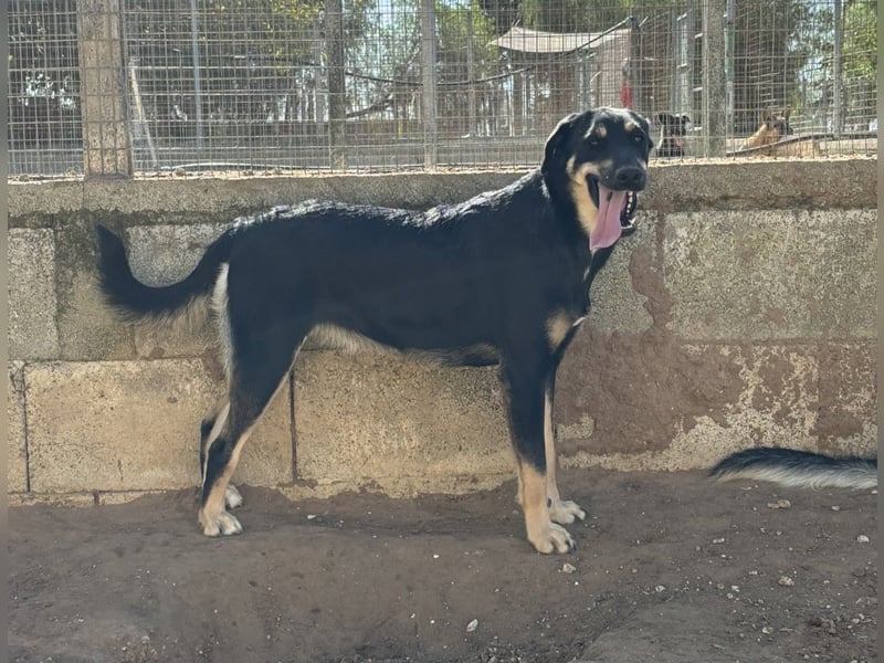 liebste Luisa sucht ihr Zuhause