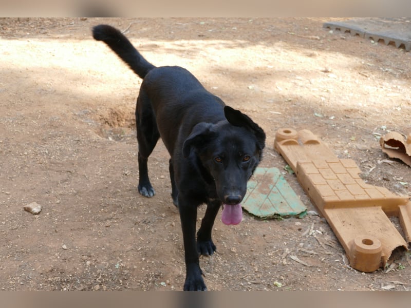 freundliche Zoe sucht ihr Zuhause für immer