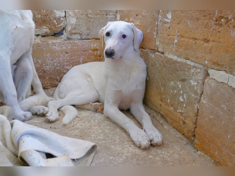 Linda sucht ihr Zuhause für immer