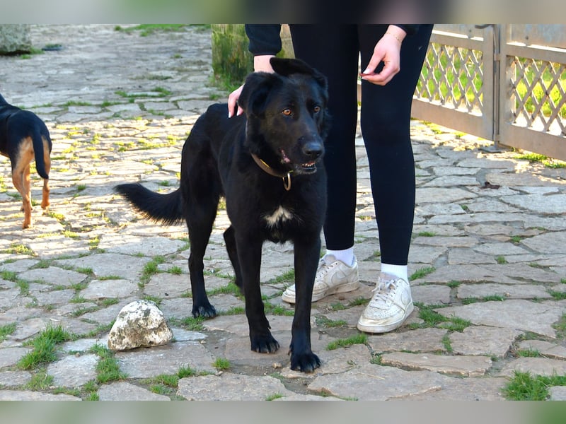 freundliche Zoe sucht ihr Zuhause für immer