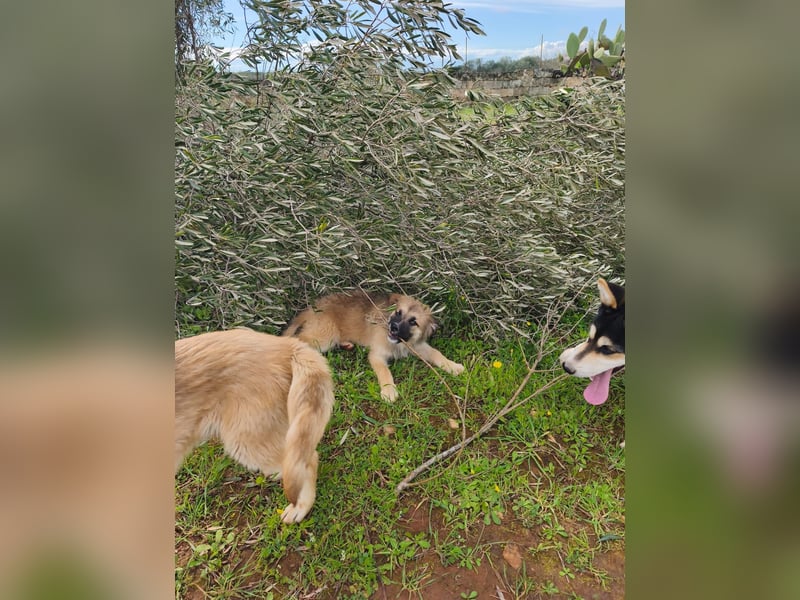 süßer Kalle sucht sein Zuhause