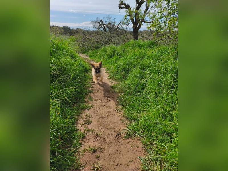 süßer Kalle sucht sein Zuhause