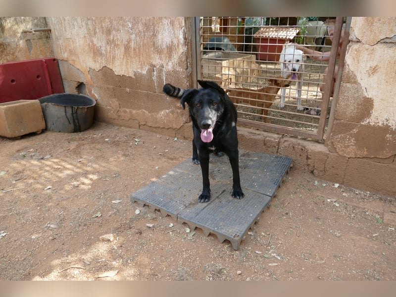 freundliche Zoe sucht ihr Zuhause für immer