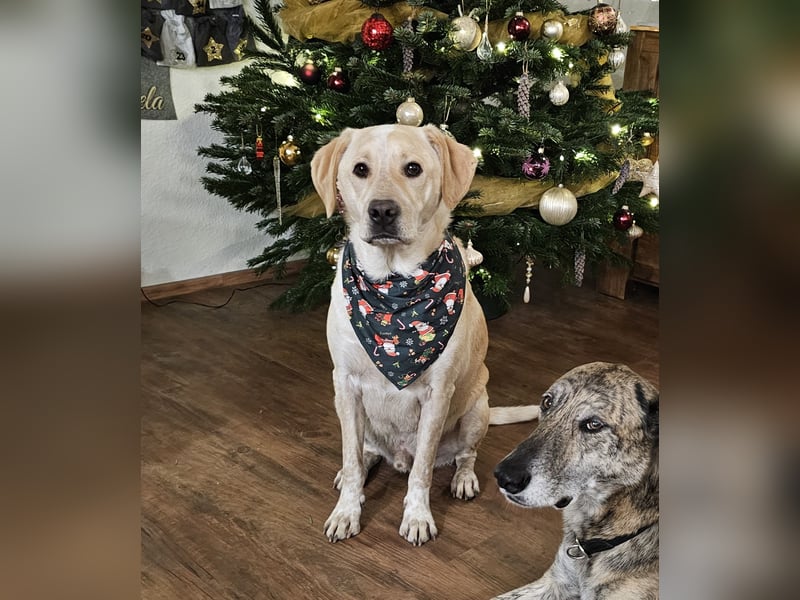 Nacho auf Pflegestelle in in 88273 Fronreute sucht sein Zuhause