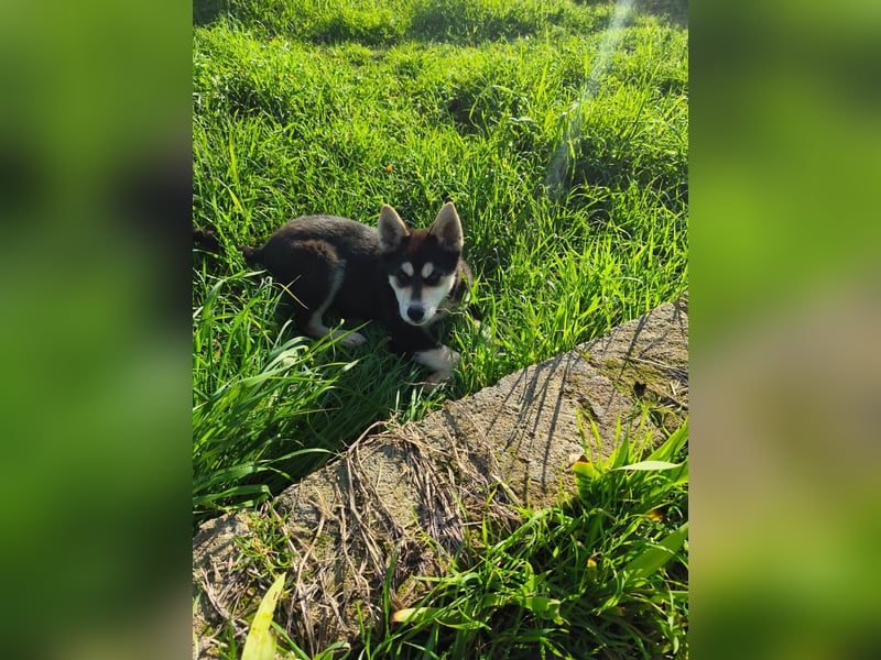 süßer Rocky sucht sein Zuhause für immer