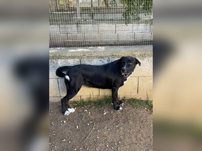 süße Yuma sucht nach ihrem Zuhause für immer