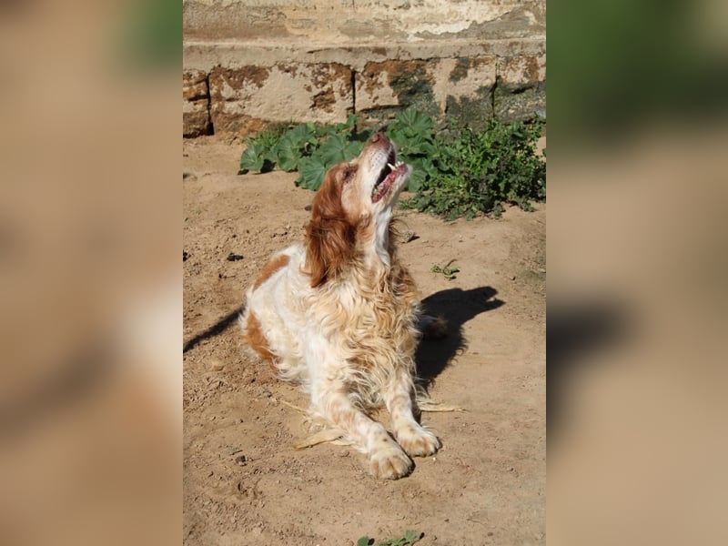 lieber Cocker sucht sein Zuhause für immer