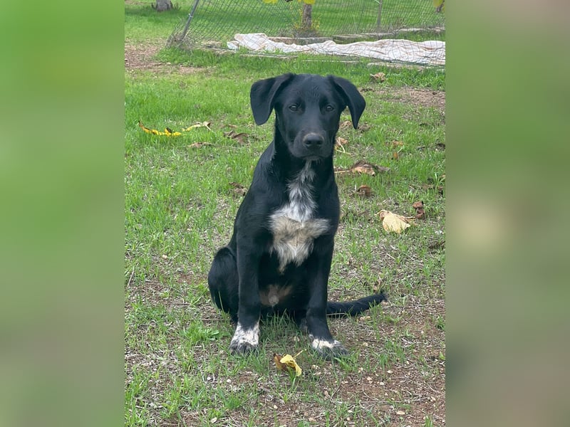 süßer Benno wünscht sich Zuhause süßer Benno wünscht sich Zuhause