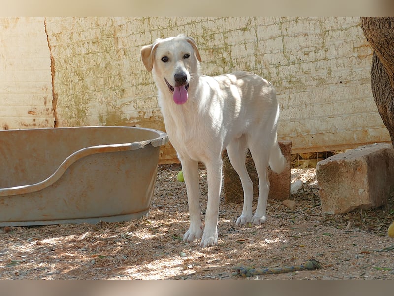 lieber Luke sucht nach seinem Zuhause