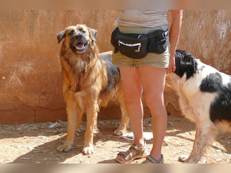 Frodo wünscht sich sein Zuhause für immer