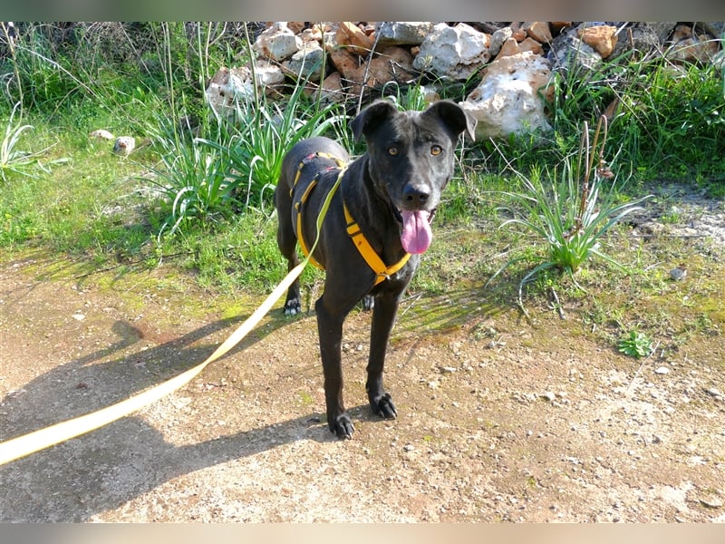 Susy sucht ein Zuhause