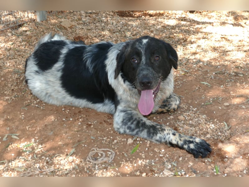 liebenswürdiger Magic sucht sein Zuhause