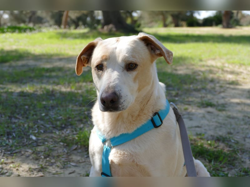 ruhiger Orio wünscht sich sein Zuhause für immer