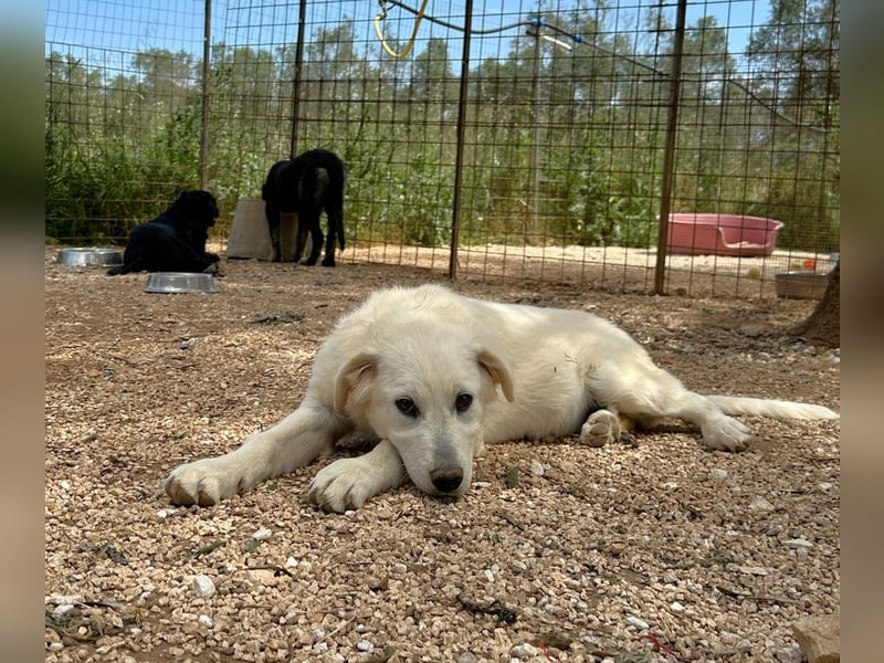 liebe Minka sucht noch ihr Zuhause