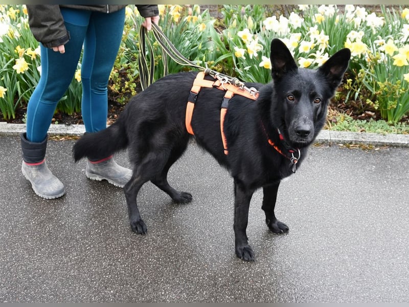 Barby auf Pflegestelle in 72488 Sigmaringen sucht ihr Zuhause