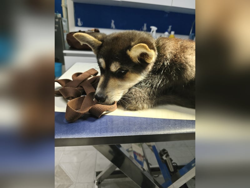 süßer Rocky sucht sein Zuhause für immer