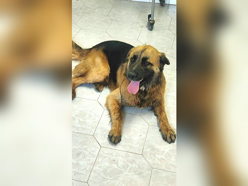 Frodo wünscht sich sein Zuhause für immer