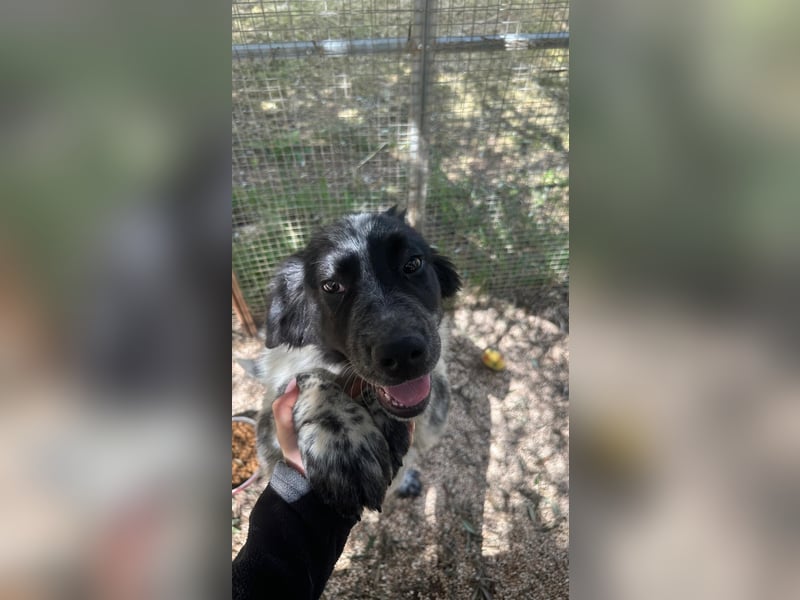 liebenswürdiger Magic sucht sein Zuhause