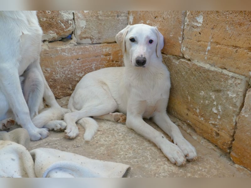 Linda sucht ihr Zuhause für immer