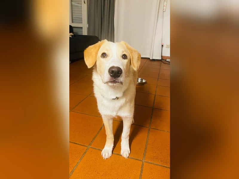 Luke auf Pflegestelle in München such sein kuscheliges Zuhause