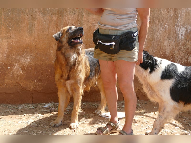 Frodo wünscht sich sein Zuhause für immer