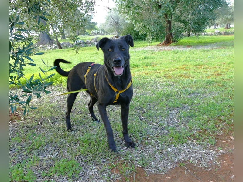 Susy sucht ein Zuhause