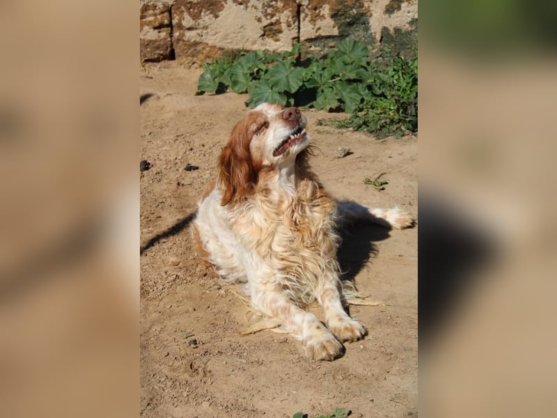 lieber Cocker sucht sein Zuhause für immer