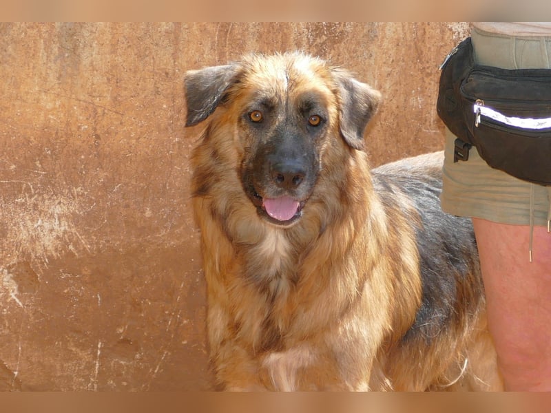 Frodo wünscht sich sein Zuhause für immer